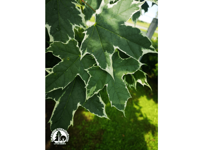 Acer platanoides   'Drummondii'